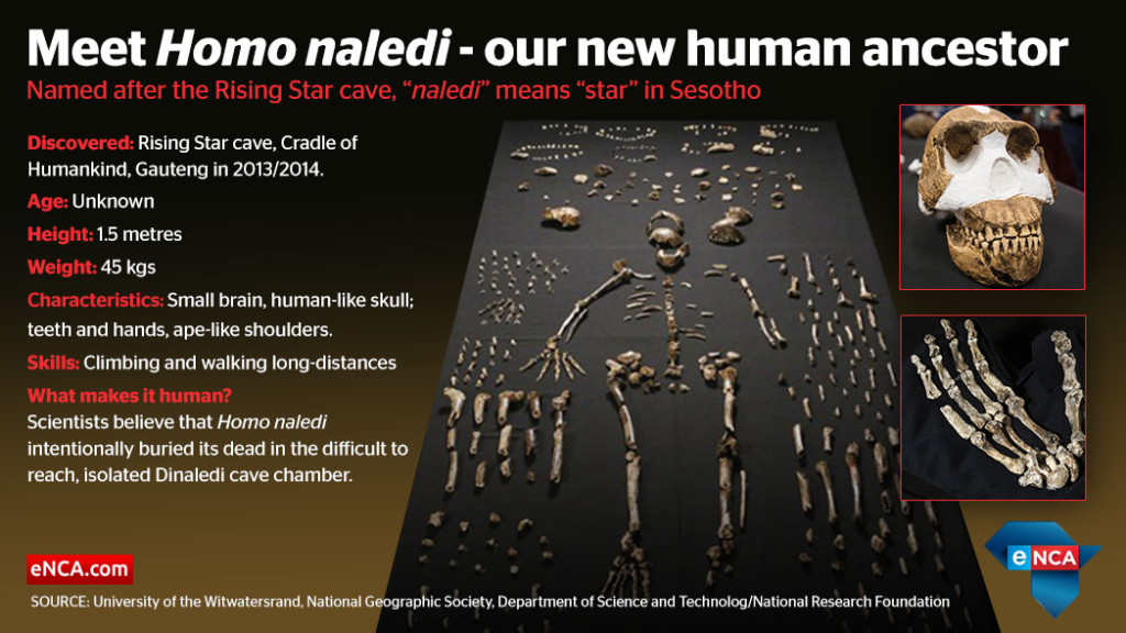 web_infographic_homonaledi
